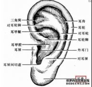人体的这个部位，拉的越多，肾就越好，